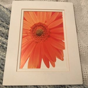 Flower picture